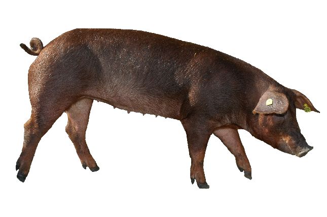 Rasse Duroc