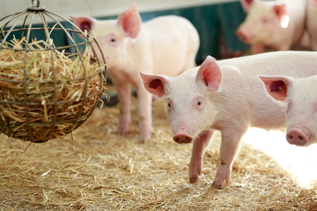 Les producteurs de porcs suisses assurent davantage de bien-être animal